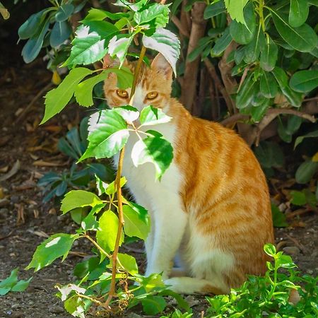 ドゥブロブニク Old Town House With Floor Heating & Lush Private Gardenヴィラ エクステリア 写真