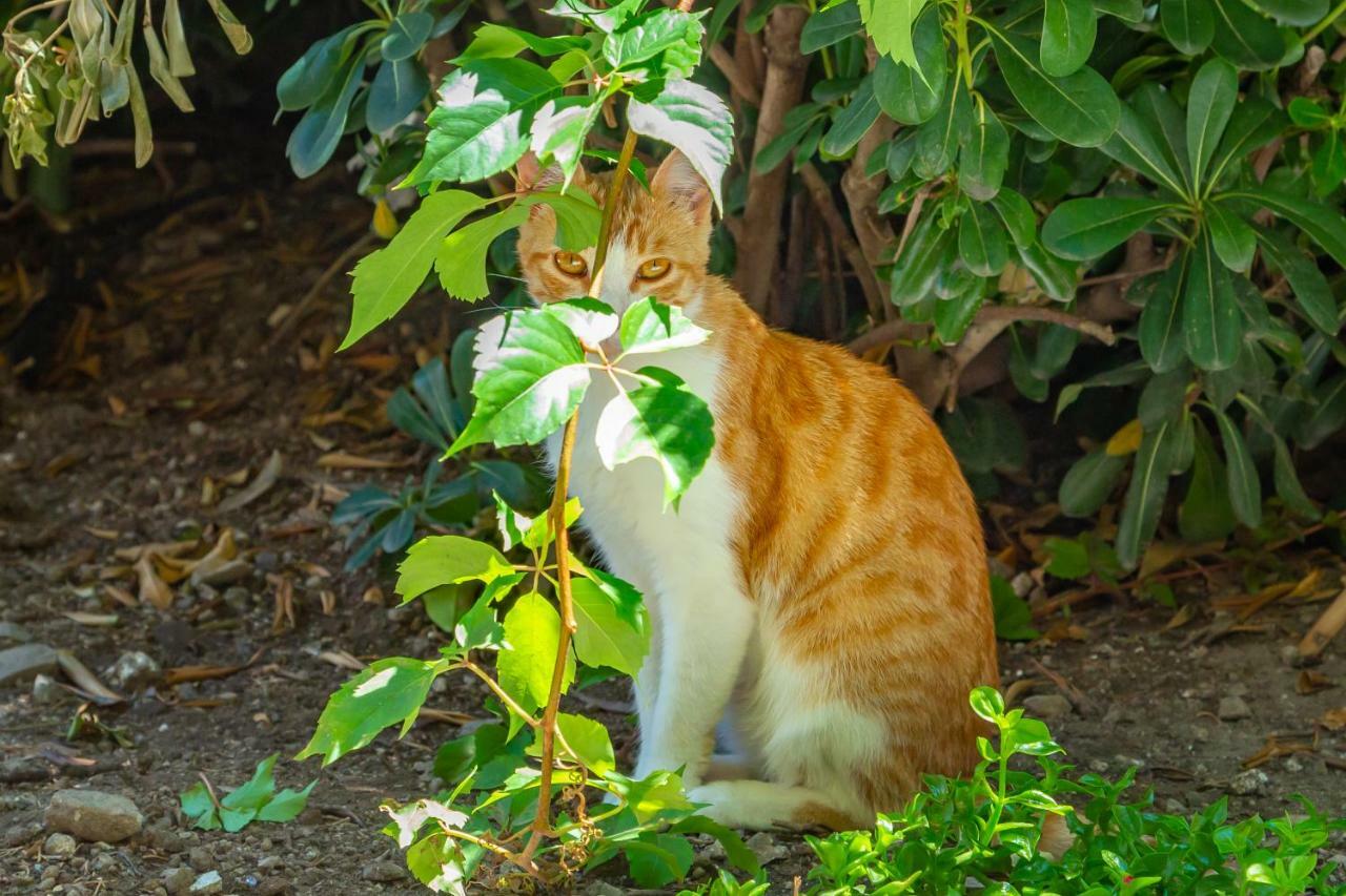 ドゥブロブニク Old Town House With Floor Heating & Lush Private Gardenヴィラ エクステリア 写真